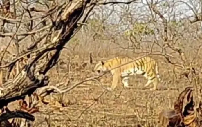 Ratapani Tiger Reserve