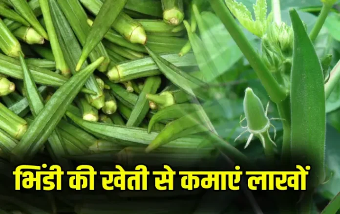 Bhindi Ki Kheti Kaise Karen