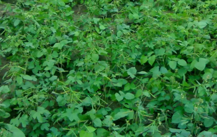 Garmi me Moong Fasal Ki Kheti