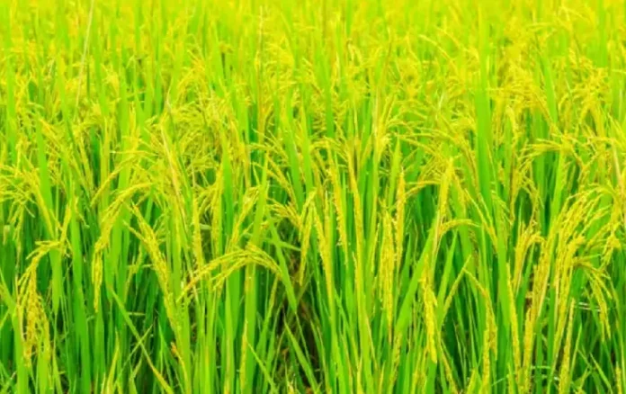 MP Dhan Varieties