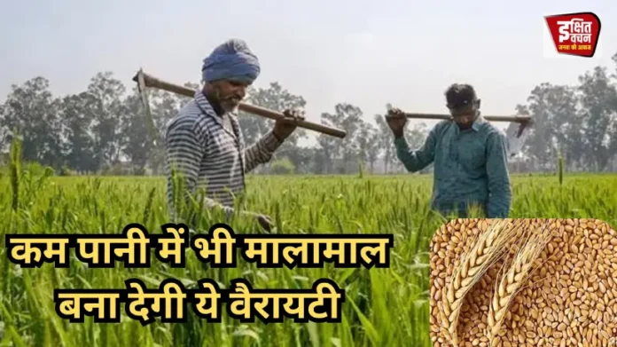 Kam Pani Vali Gehoon Ki Vairayati