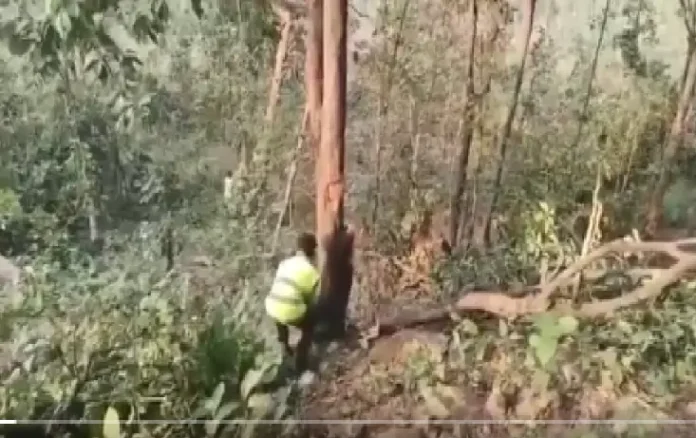 Singrauli Forest Cutting