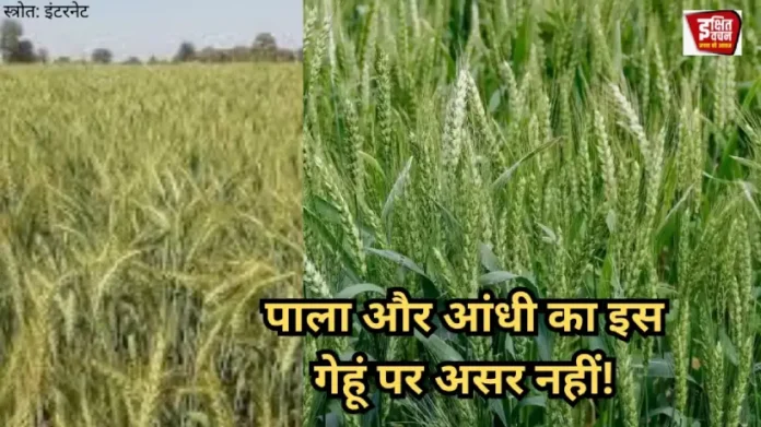Wheat Variety