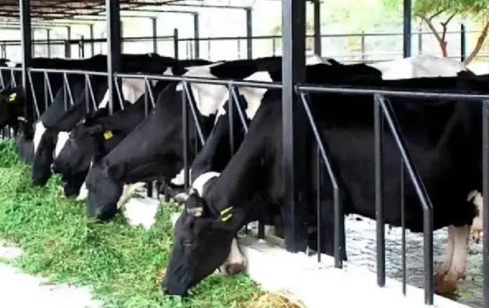 MP Dairy Yojana