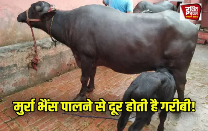 Mukhyamantri Dairy Plus Yojana 2025
