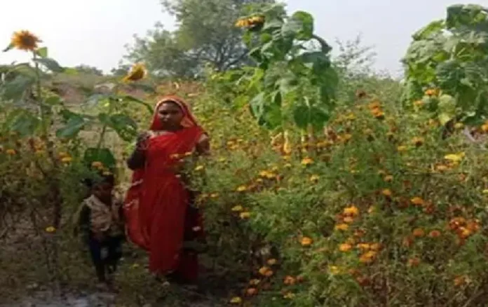 Vegetable & Flower Farming